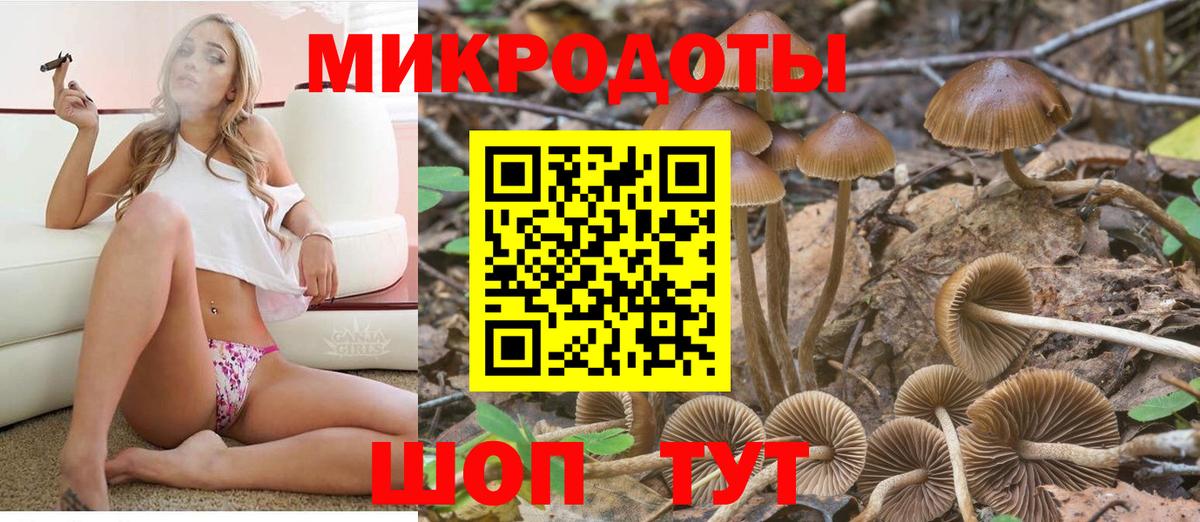 Псилоцибиновые грибы Psilocybe Алексин